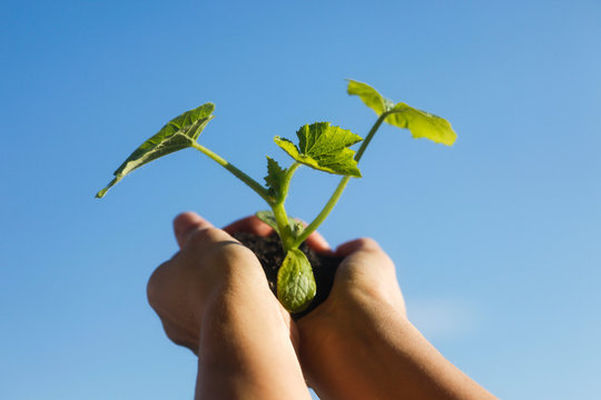 Germany, Human hands holding gourd, close up