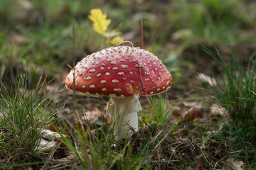 Closeup of amanita muscaria mushroom in a meadow