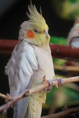 portrait of a parrot