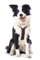 Young border collie dog on white backround