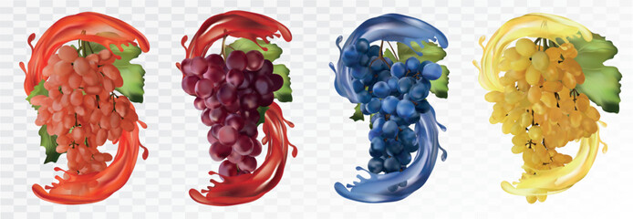 Set wine grapes. Table grapes white,red,dark blue with splash. Grapes on transparent background. Fruit and splashes. Vector illustration