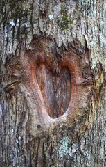 Heart shaped tree trunk