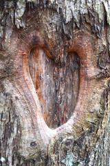 Heart shaped hollow, Tree bark background, Natural wood texture, Love