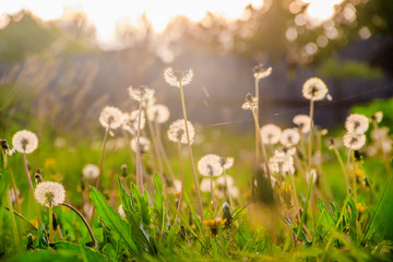 White dandelions at sunset . Summer flowers. Flowers for the evening sunset. The background