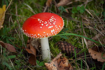 Closeup of amanita muscaria mushroom in a meadow