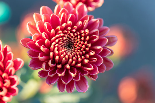 Pink chrysanthemums close up in autumn Sunny day. Autumn flowers.