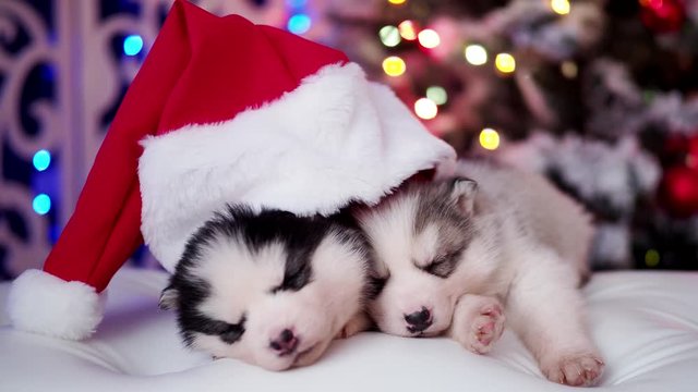 Beautiful husky puppies in Santa's New Year's red hat sleep in the New Year's interior.