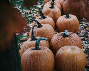 pumpkins on the ground