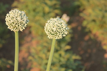 Flowering onions, or alliums on a sunny day in a summer garden
