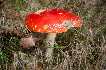 Closeup of amanita muscaria mushroom in a meadow