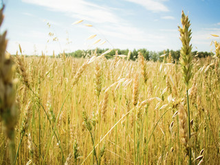 Wheat field with yellow harvest Crop of cereals