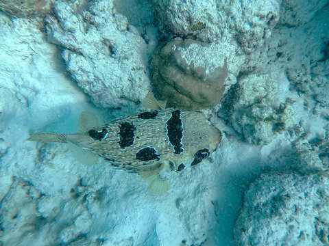 black-blotched porcupinefish (Diodon liturosus) underwater at maldives