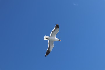 gaviota volando en el cielo azul