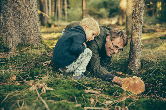 Mature man collecting bay bolete mushrooms with little boy