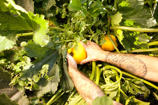Man's hands harvesting yellow courgettes