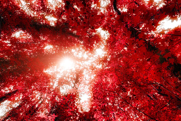 The rays of the bright sun shine through an unusual tree with red foliage. - 298346715