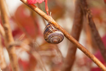 Snail in macro scale on a branch