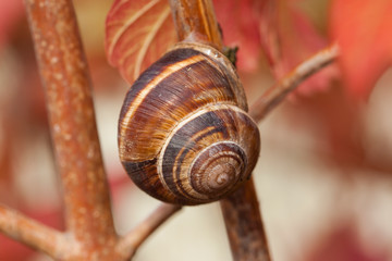 Snail in macro scale on a branch