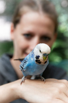 Light blue budgerigar on the hand of a woman