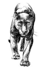 Panther. Graphic, sketchy, black and white portrait of a walking panther on a white background.
