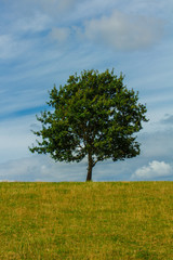 Fototapeta na wymiar Alone Tree In A Field UK Countryside