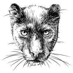 Panther. Graphic, sketchy, black and white portrait of a panther on a white background.