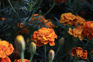 Yellow flowers on the lawn