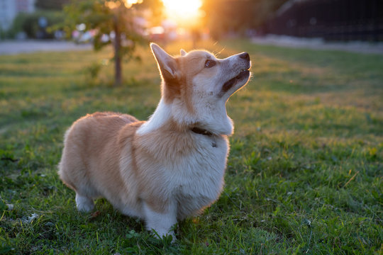 Portrait of Pembroke Welsh Corgi on a meadow at backlight