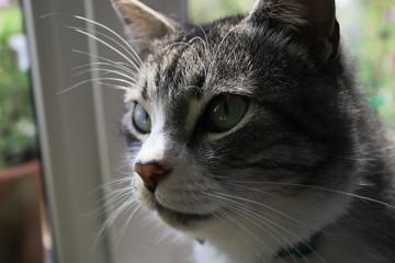 Portrait of a cat on a window background