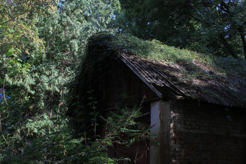 Old overgrown house in the forest