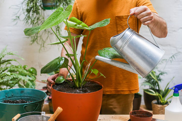 Man watering green plant (Monstera Deliciosa)