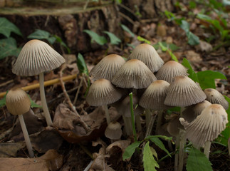 Group Of Mushrooms UK Woodland