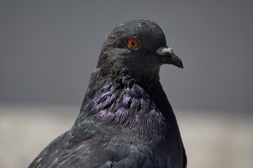 Photo of pigeon