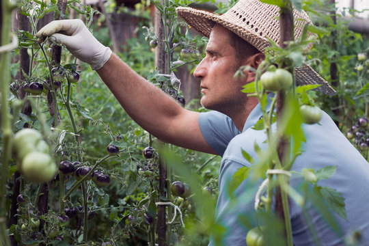 Farmer cleans the cultivated black cherry tomatoes