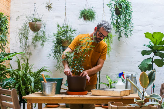 Man repotting green plant (Schefflera Umbrella Dwarf Plant)