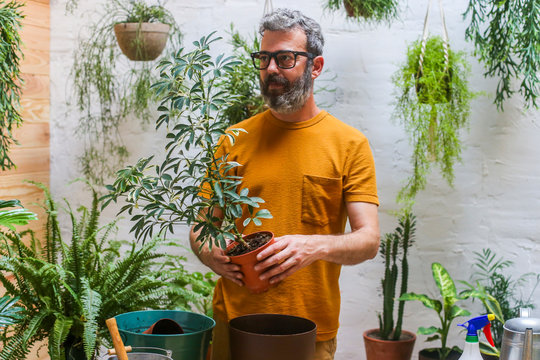 Man repotting green plant (Schefflera Umbrella Dwarf Plant)