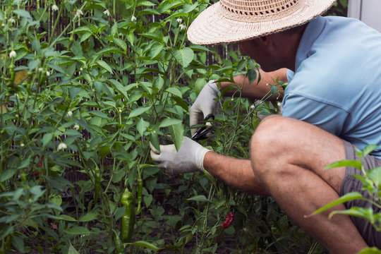 Man takes care of pepper plants grown in the garden, in summer