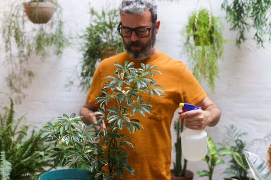Man spraying green plant (Schefflera Umbrella Dwarf Plant)