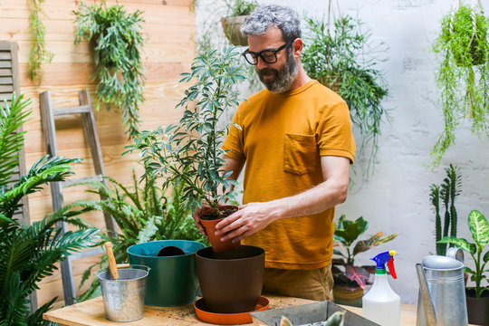 Man repotting green plant (Schefflera Umbrella Dwarf Plant)