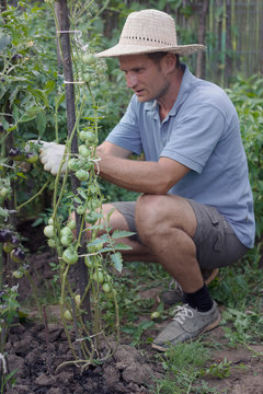 Cherry tomato plants grown in the garden in summer