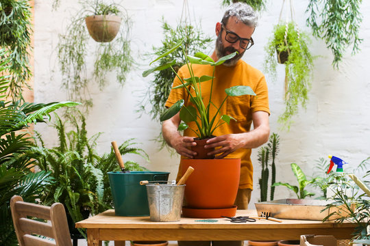 Man repotting green plant on his terrace Monstera Deliciosa plant