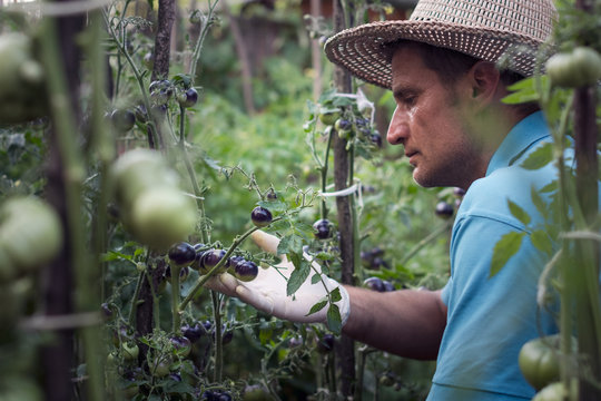 Adult man carefully observes the black tomatoes grown in the gar