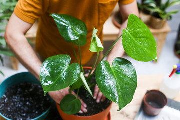 Man repotting green plant (Monstera Deliciosa)