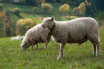 Naklejka na ściany i meble Portrait of sheeps grazing in a meadow