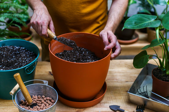 Man repotting green plant on his terrace Monstera Deliciosa plant