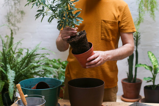 Man repotting green plant (Schefflera Umbrella Dwarf Plant)
