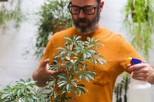 Man spraying green plant (Schefflera Umbrella Dwarf Plant)