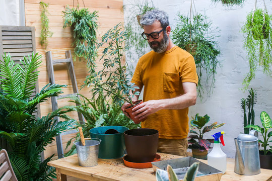 Man repotting green plant (Schefflera Umbrella Dwarf Plant)