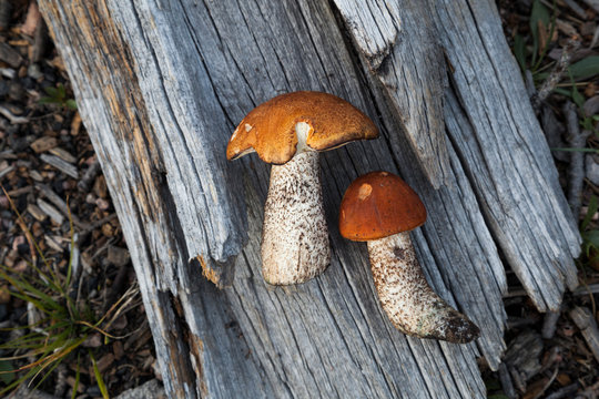 Foraged bolete mushrooms on a dead tree in the forest
