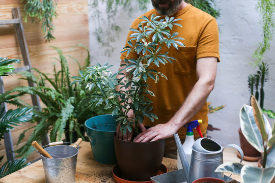 Man repotting green plant (Schefflera Umbrella Dwarf Plant)
